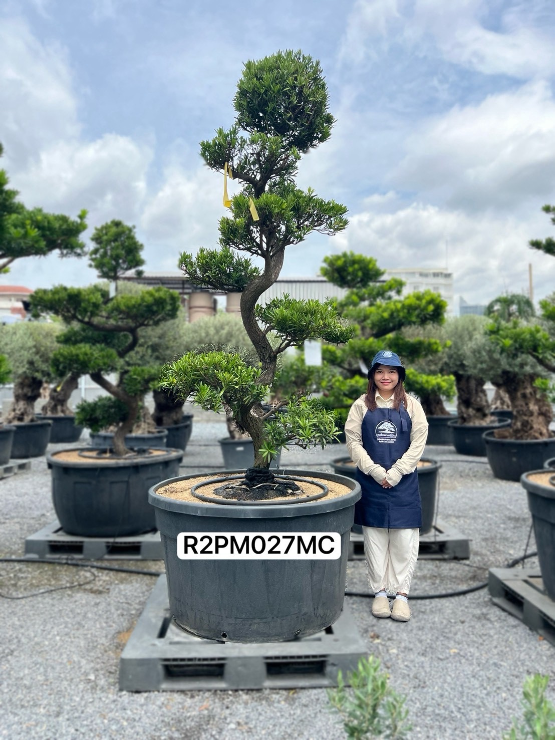 Podocarpus Bonsai · Large · MC · ภาพหลัก