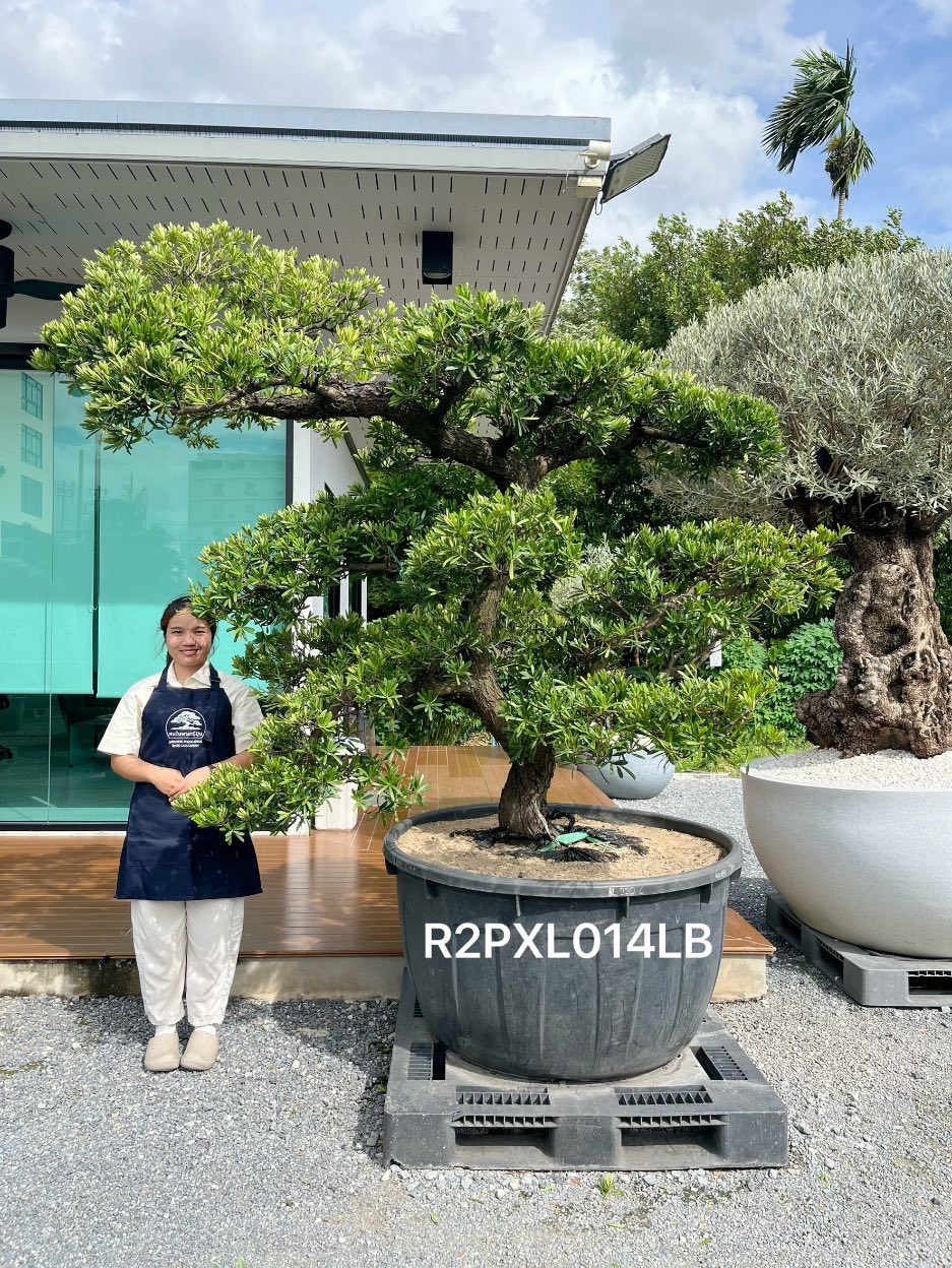 Podocarpus Bonsai · Large · LB · ภาพหลัก