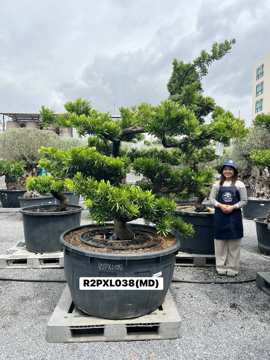 Podocarpus Bonsai · Large · MD · ภาพหลัก