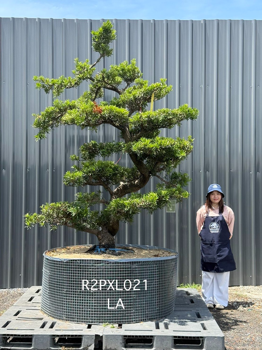 Podocarpus Bonsai · Large · LA · ภาพหลัก