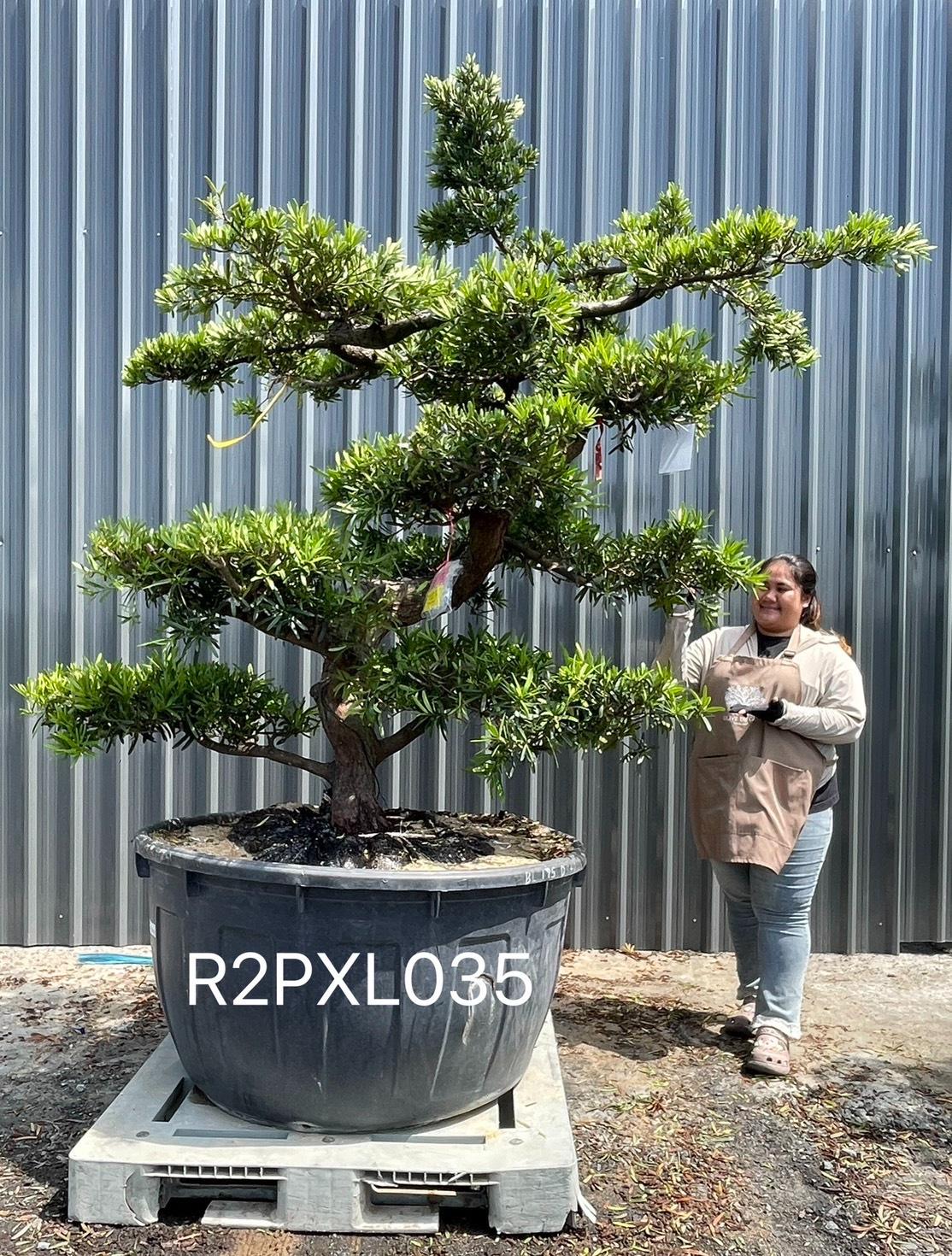 Podocarpus Bonsai · Large · LA · ภาพหลัก