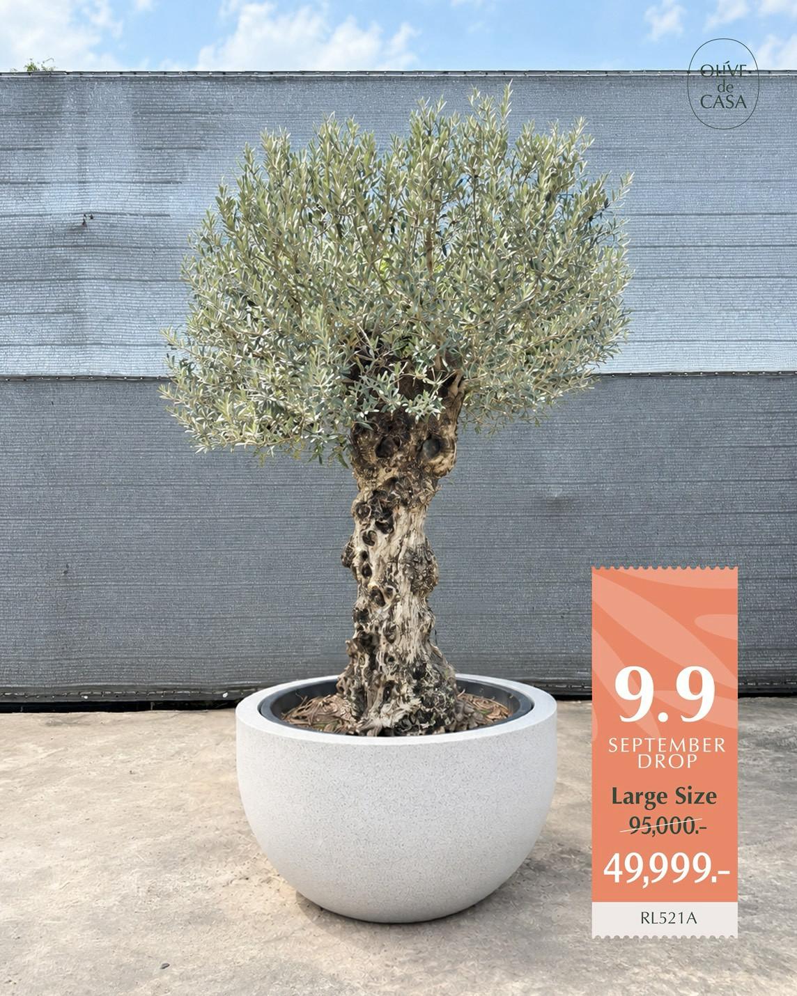 Hot Olive Tree · Promotion · ภาพหลัก