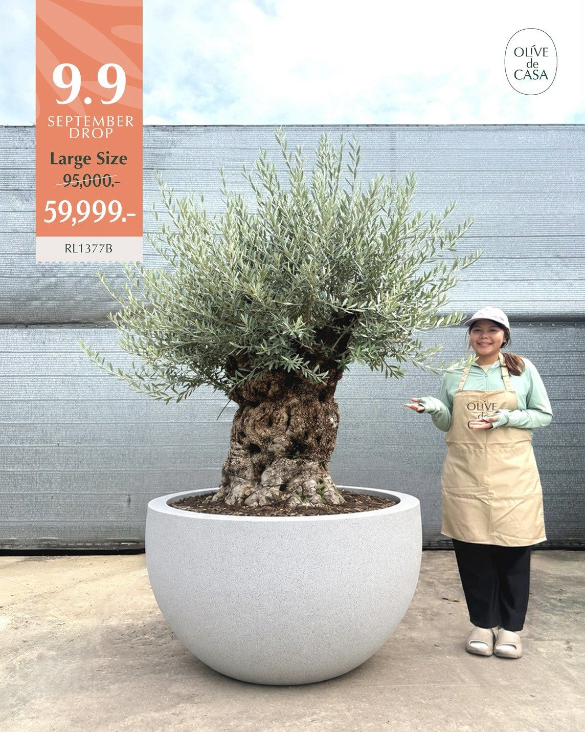 Hot Olive Tree · Promotion · ภาพหลัก