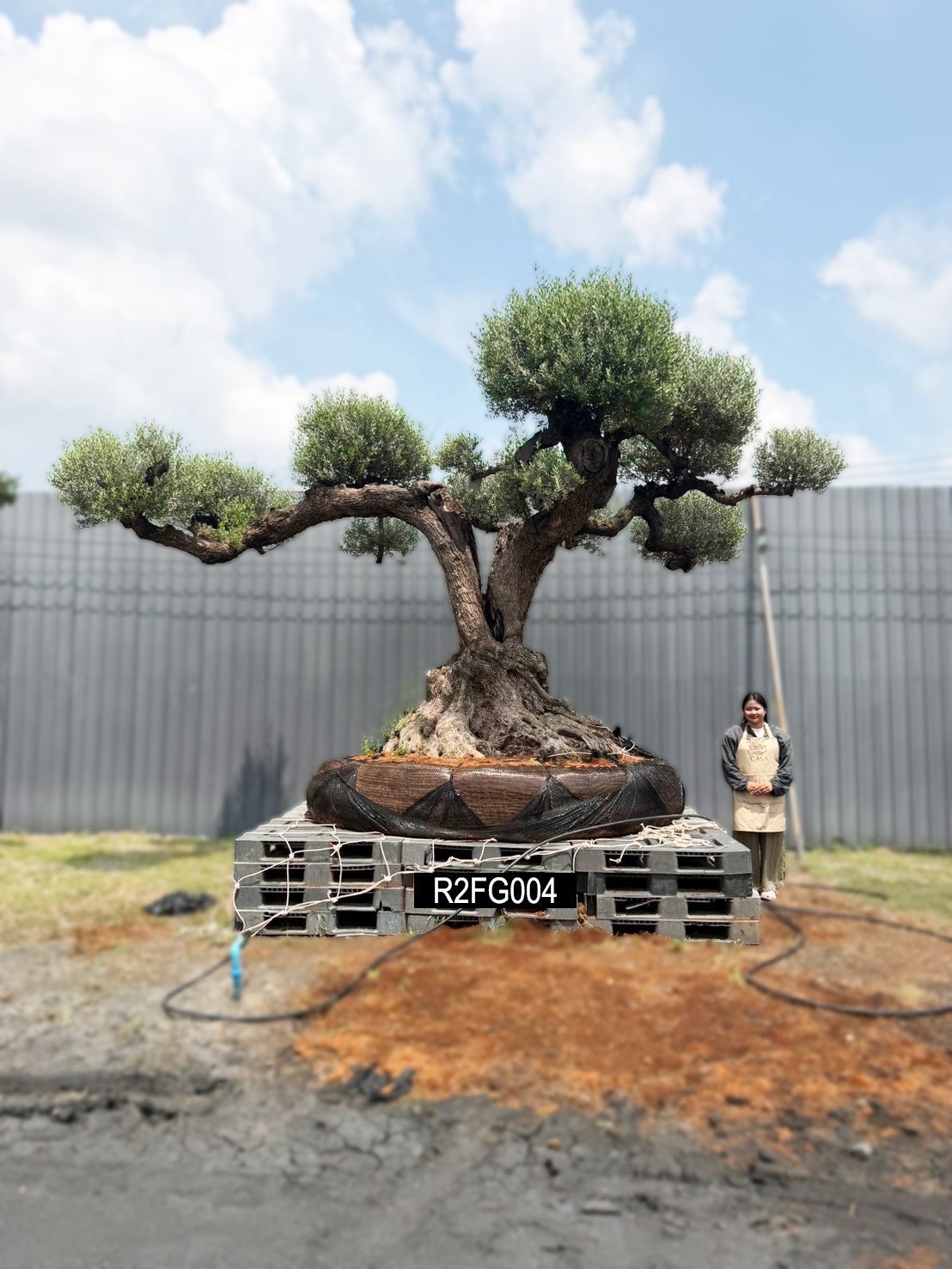 Ancient Farga · Farga 400,000–1,000,000 · ภาพหลัก