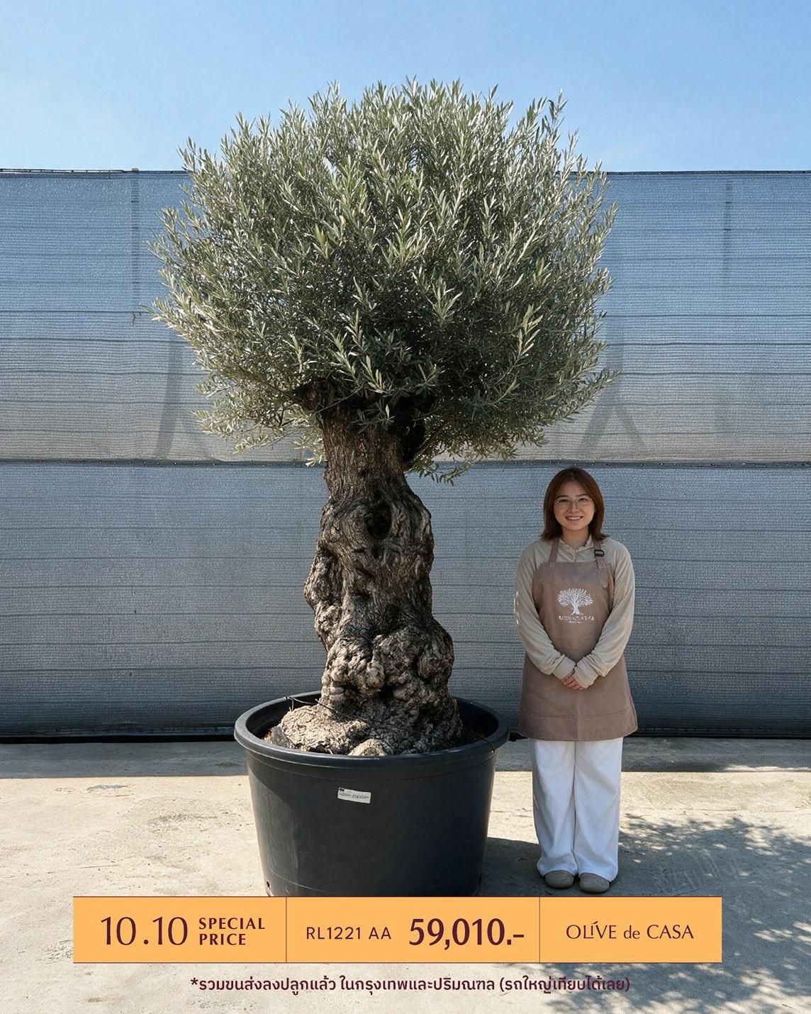 Hot Olive Tree · Promotion · ภาพหลัก