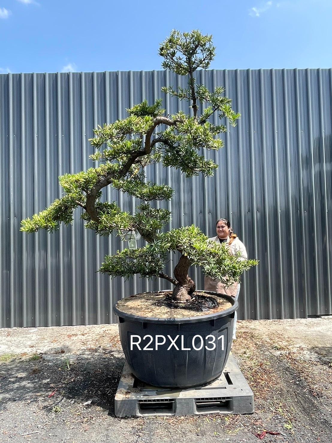 Podocarpus Bonsai · Large · LA · ภาพหลัก