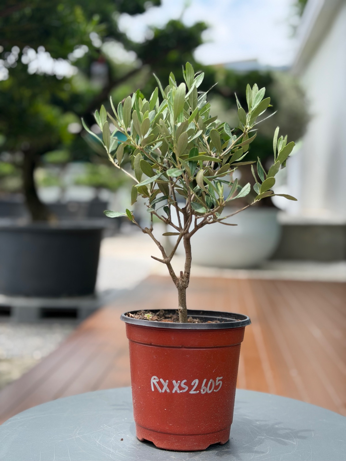 Starter Olive · XXS A · ภาพหลัก