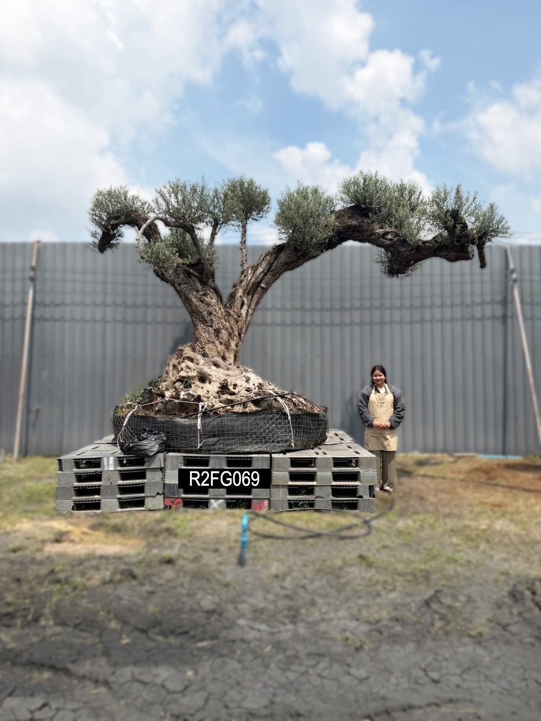 Ancient Farga · Farga 400,000–1,000,000 · ภาพหลัก