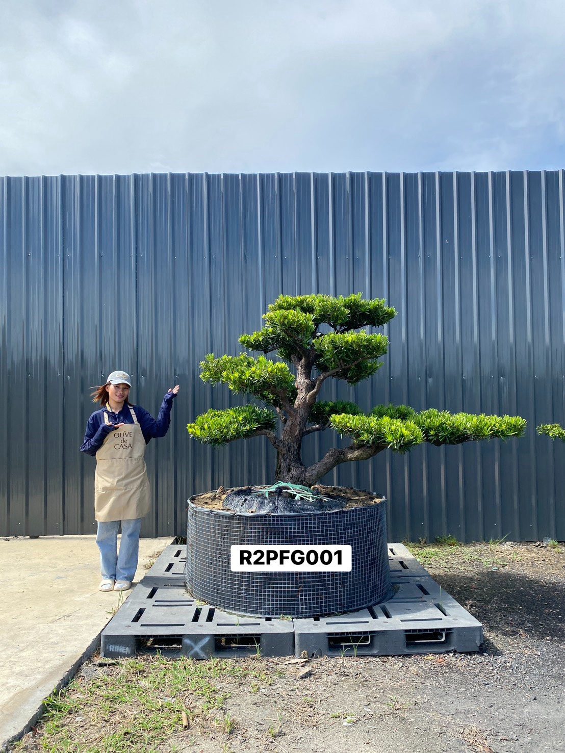 Imperial Podocarpus · XLA · ภาพหลัก