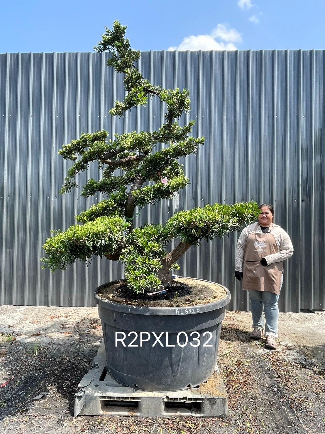 Podocarpus Bonsai · Large · LA · ภาพหลัก