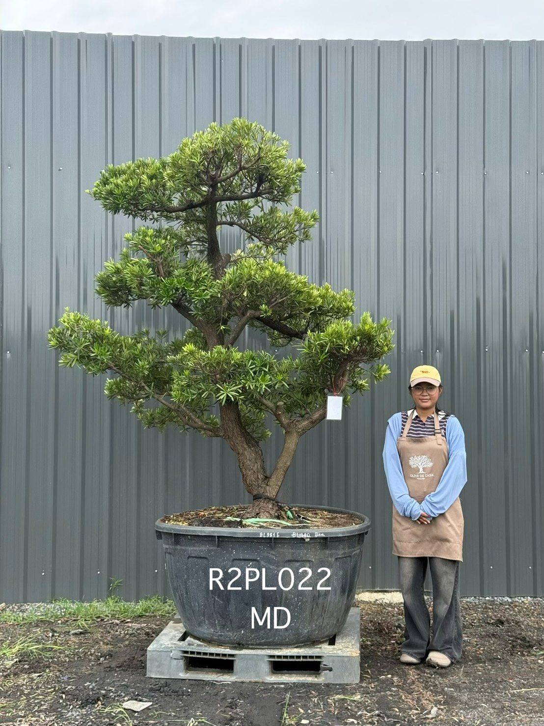 Podocarpus Bonsai · Large · MD · ภาพหลัก