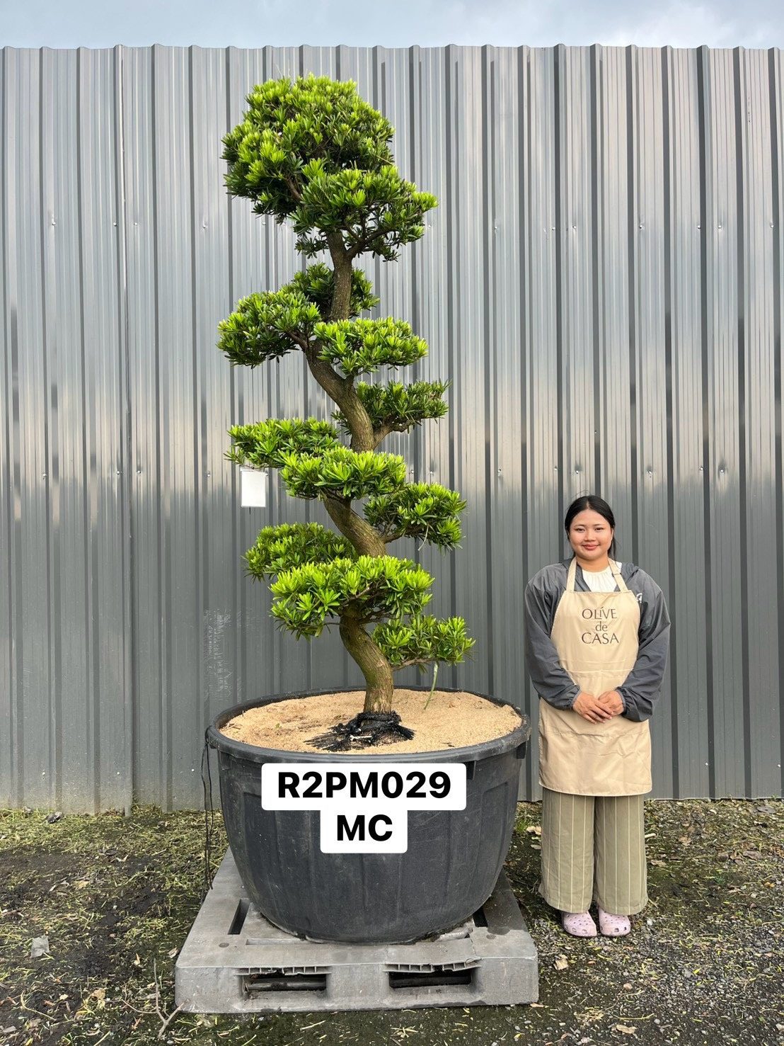 Podocarpus Bonsai · Large · MC · ภาพหลัก