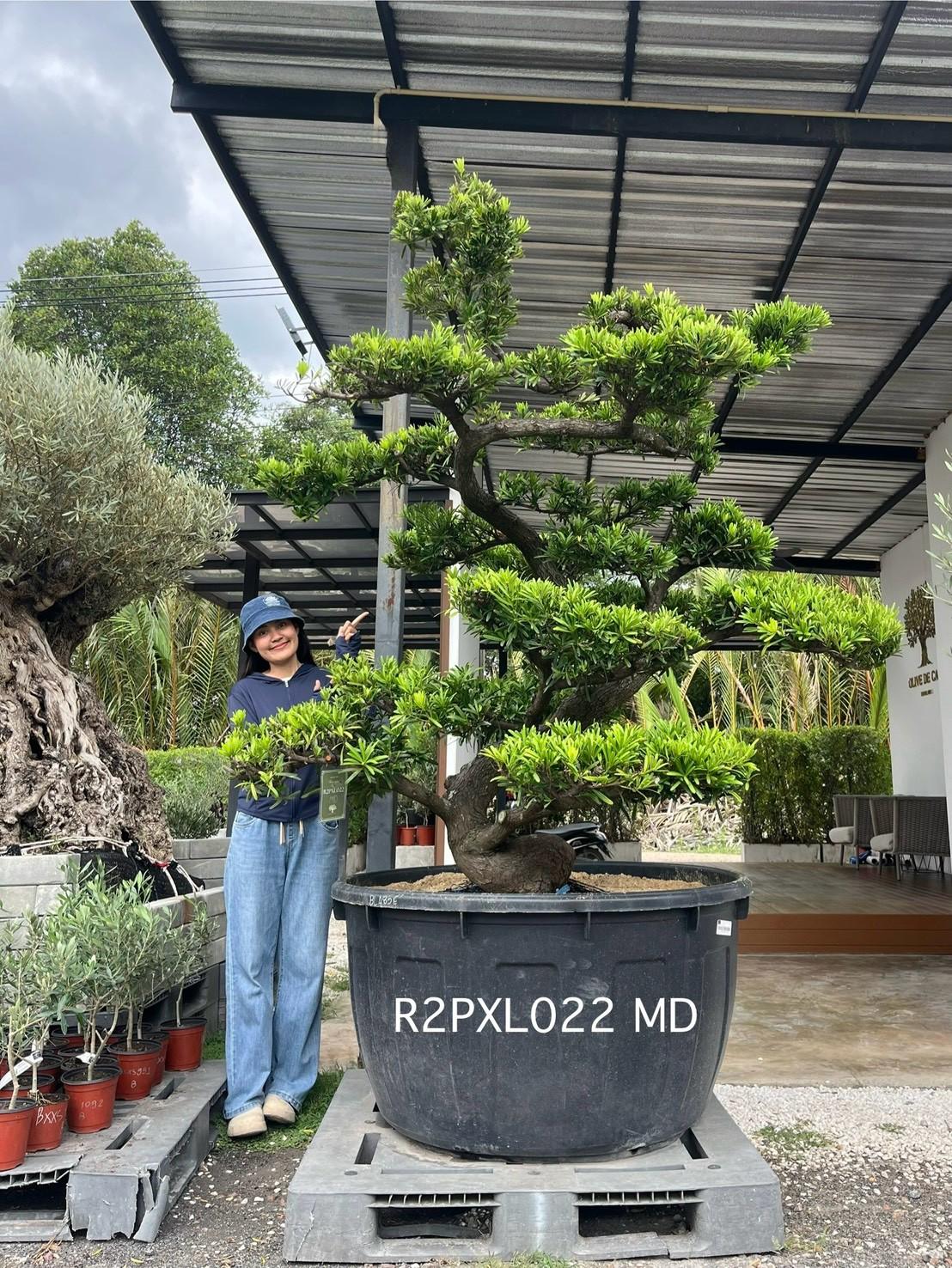 Podocarpus Bonsai · Large · MD · ภาพหลัก