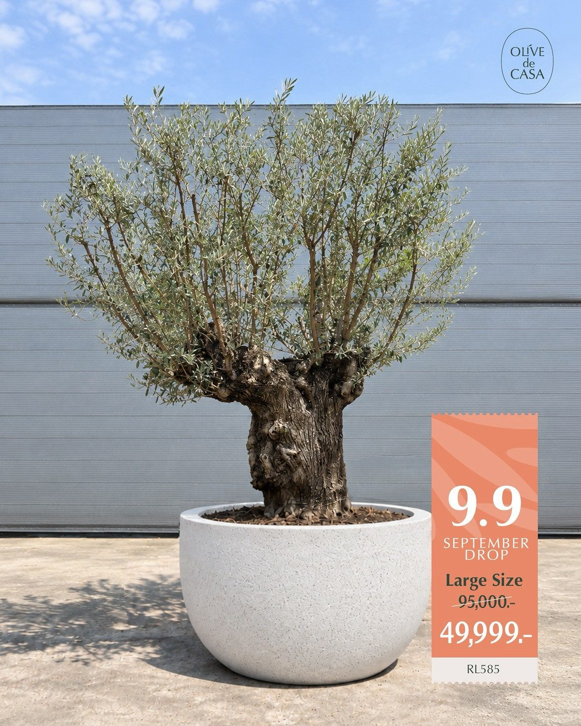 Hot Olive Tree · Promotion · ภาพหลัก