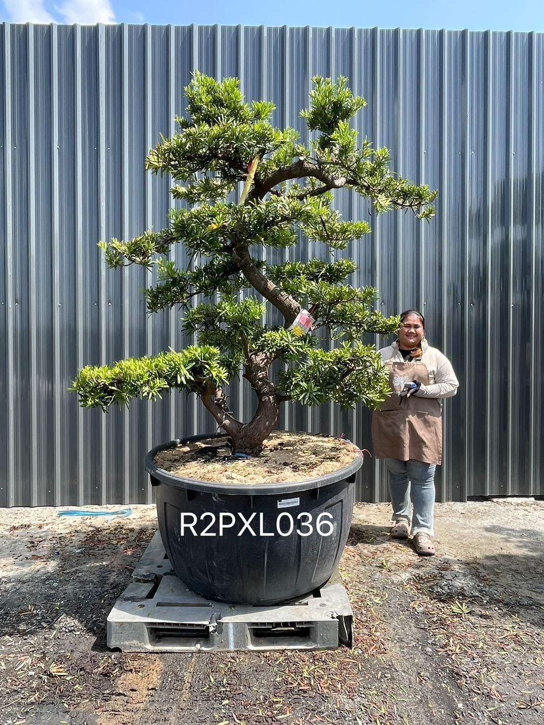 Podocarpus Bonsai · Large · LA · ภาพหลัก