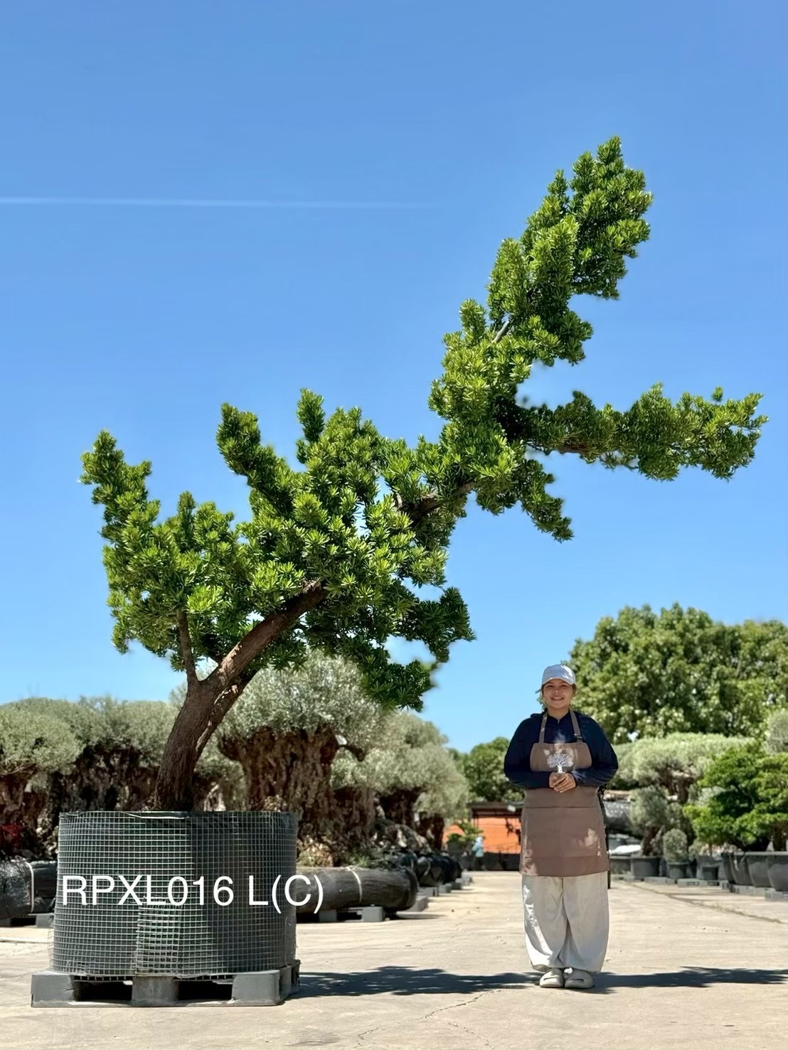 Podocarpus Bonsai · Large · LC · ภาพหลัก