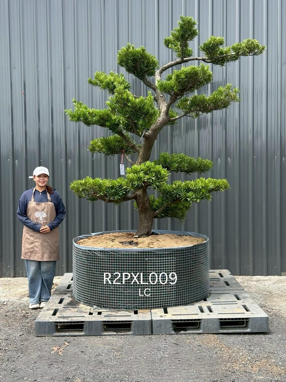 Podocarpus Bonsai · Large · LC