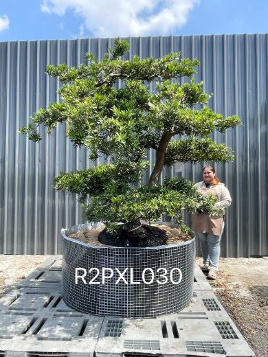Podocarpus Bonsai · Large · LA