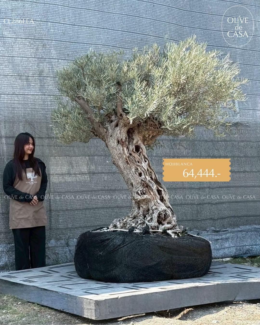 Hot Olive Tree · Promotion