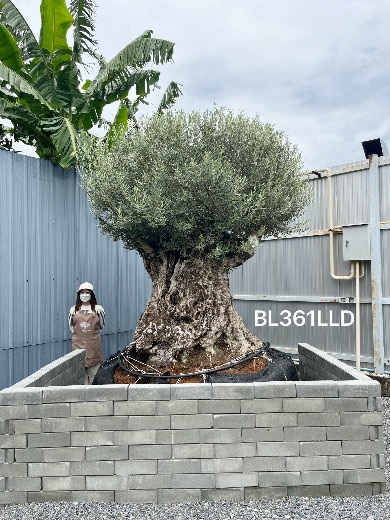 Ancient Olive · LLD