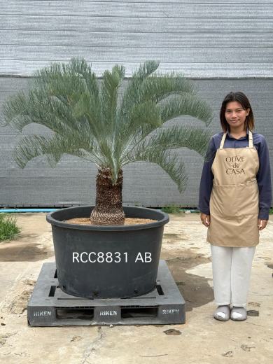 Rare Silver Cycad · AB · 40 cm
