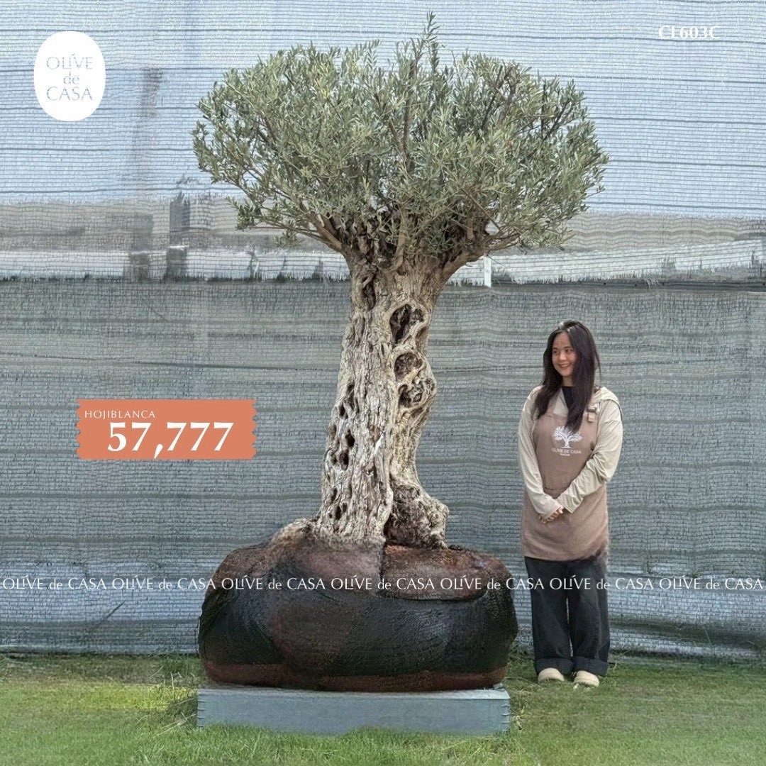 Hot Olive Tree · Promotion