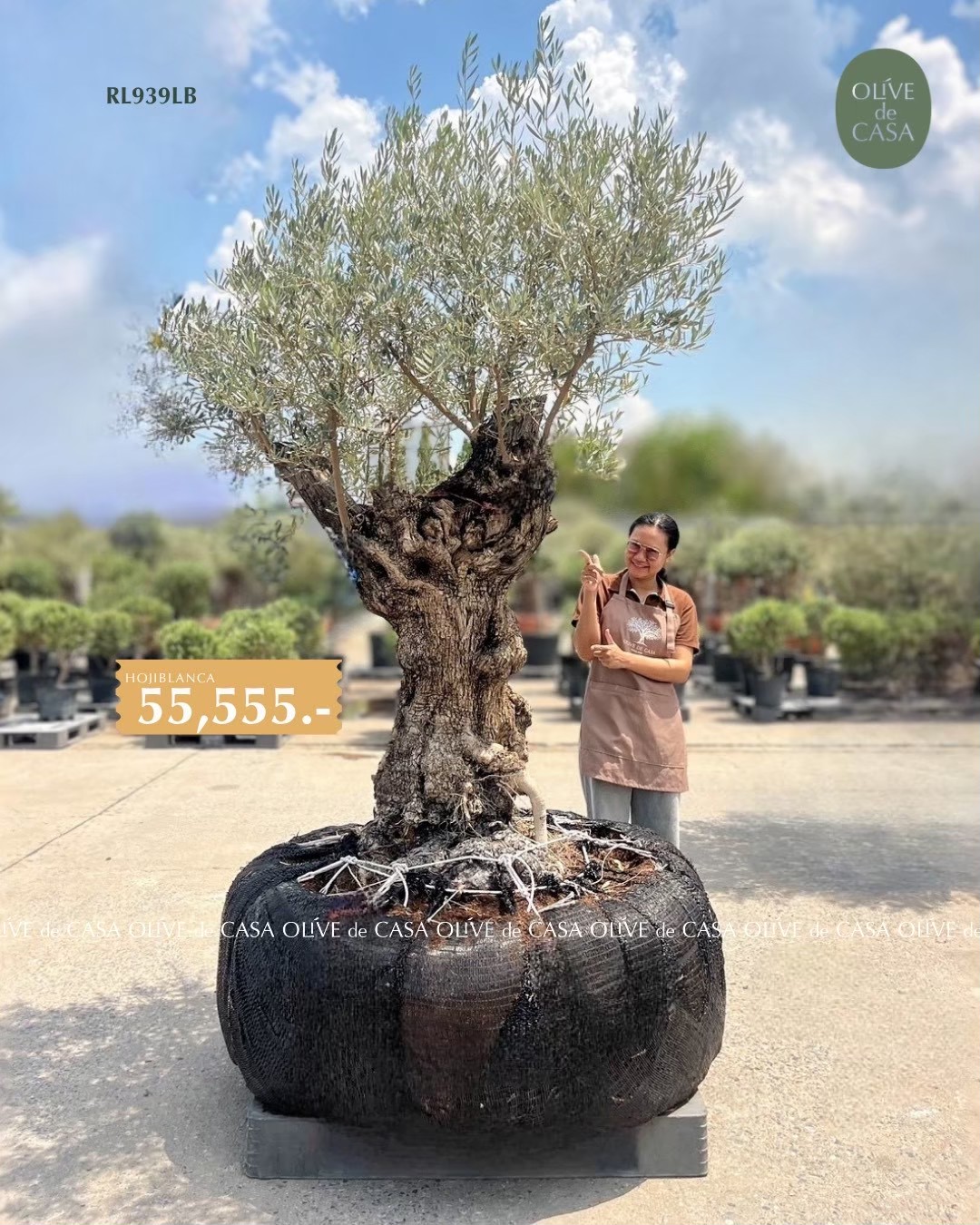 Hot Olive Tree · Promotion