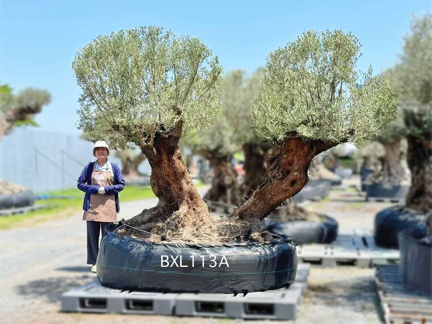 Ancient Olive · XLDB