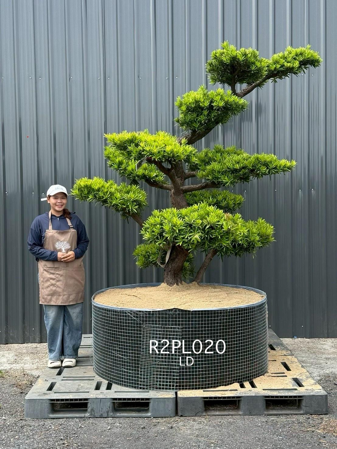 Podocarpus Bonsai · Large · LD