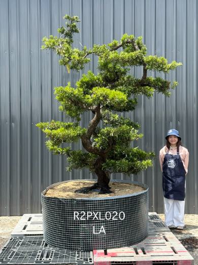 Podocarpus Bonsai · Large · LA