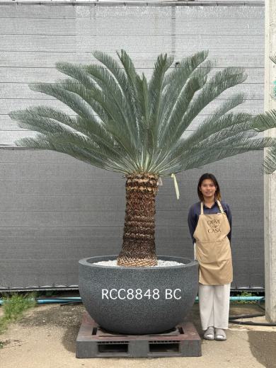 Rare Silver Cycad · BB · 70 cm