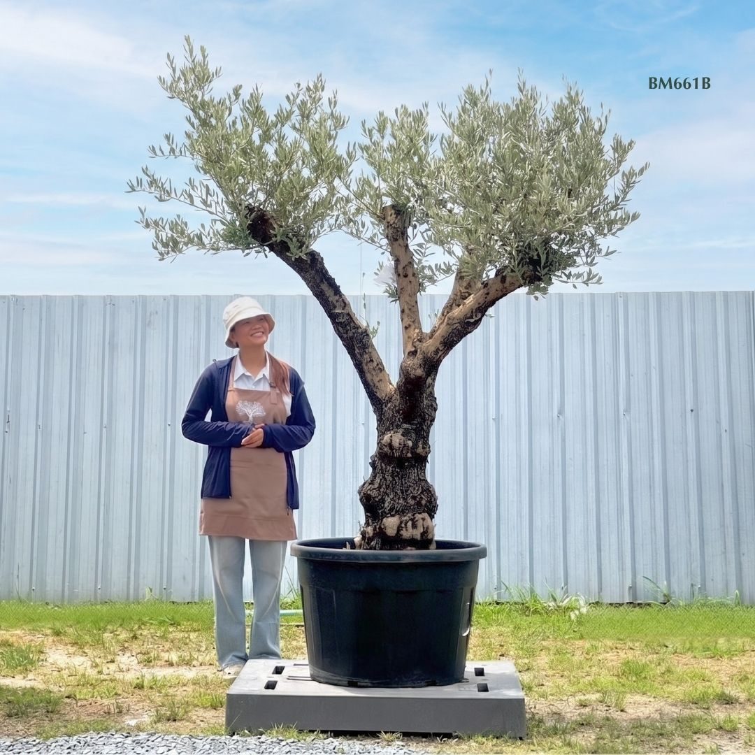 Hot Olive Tree · Promotion