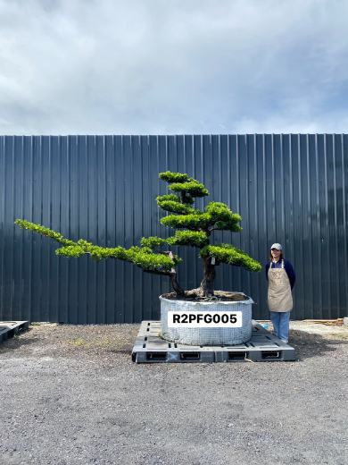 Imperial Podocarpus · FGI