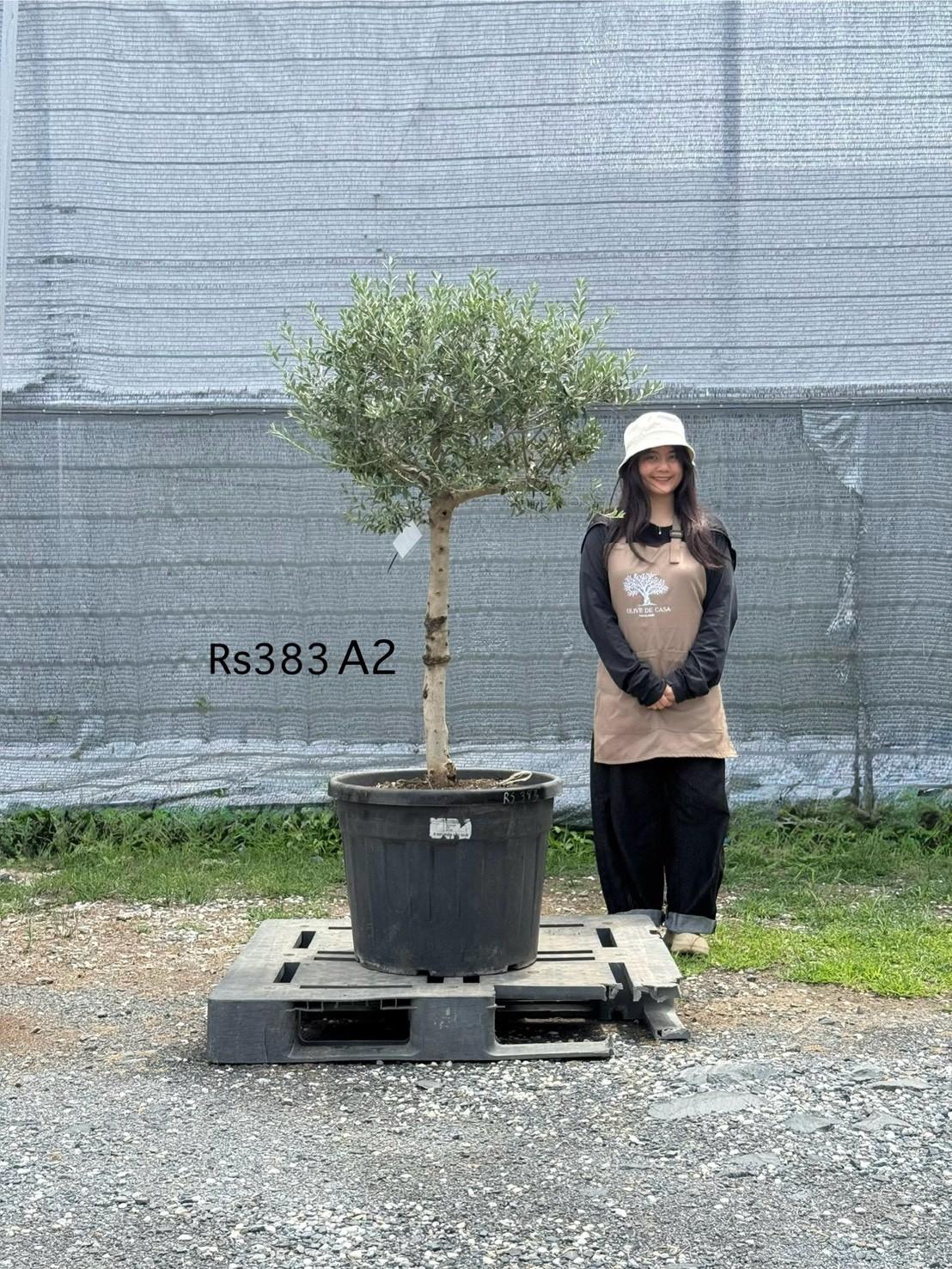 Olive Pot Size · SE