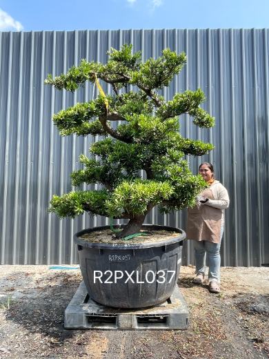 Podocarpus Bonsai · Large · LA