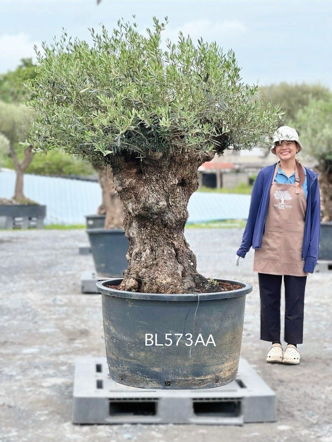 Hojiblanca · Large · LAA