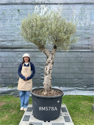 Hot Olive Tree · Promotion