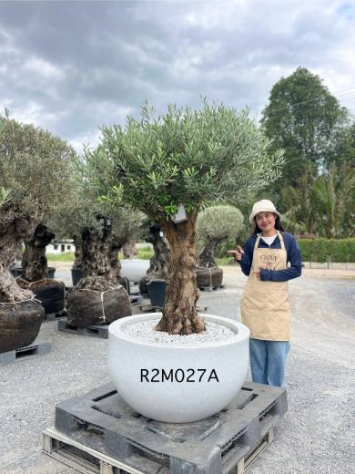 Hot Olive Tree · Promotion