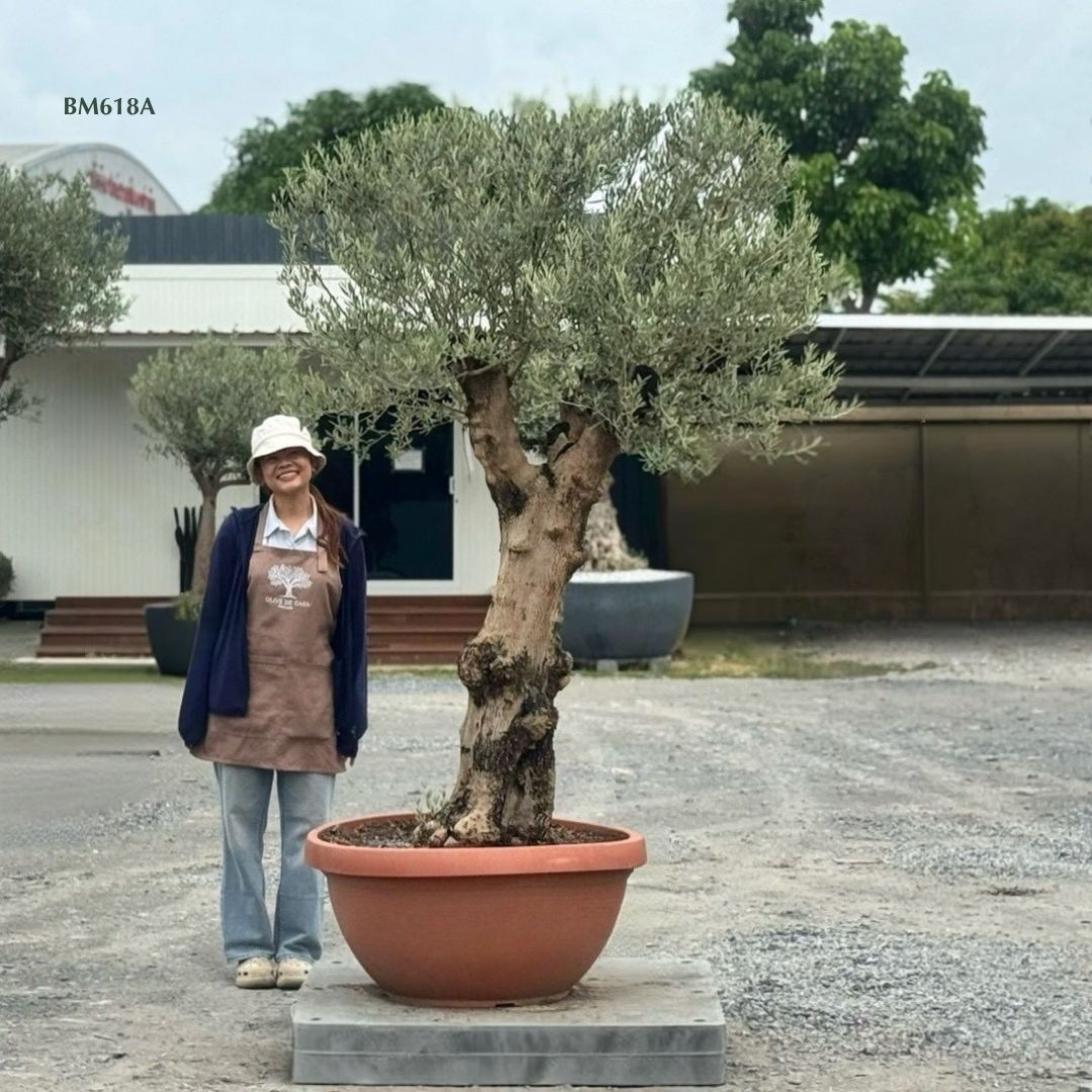 Hot Olive Tree · Promotion
