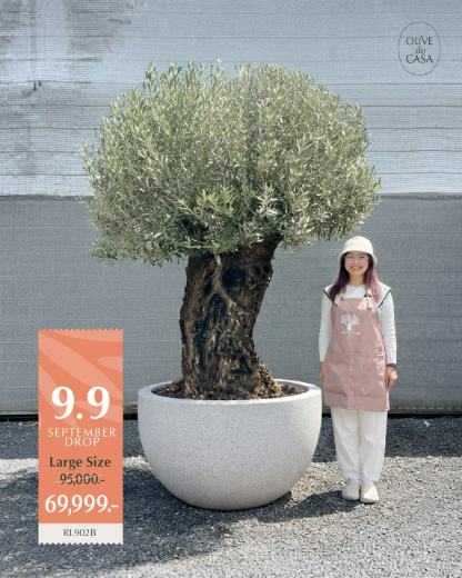 Hot Olive Tree · Promotion