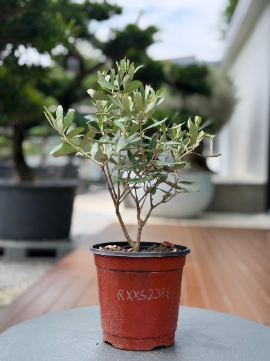 Starter Olive · XXS A