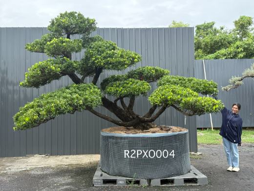 Imperial Podocarpus · XO