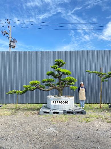 Imperial Podocarpus · FGH