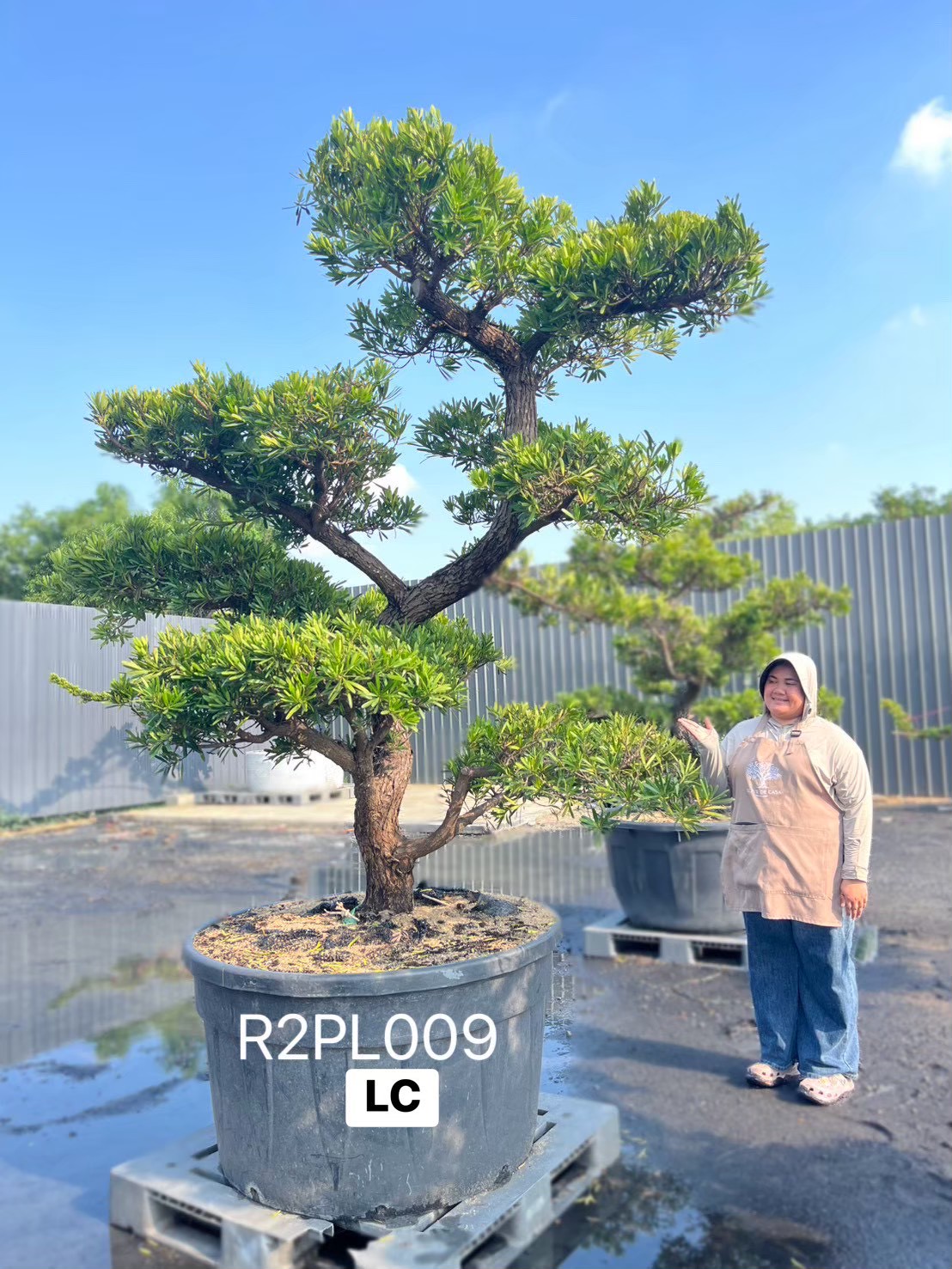 Podocarpus Bonsai · Large · LC