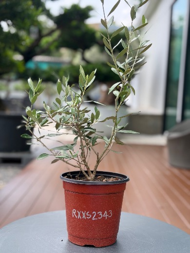 Starter Olive · XXS A