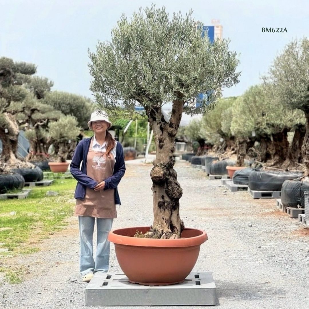 Hot Olive Tree · Promotion