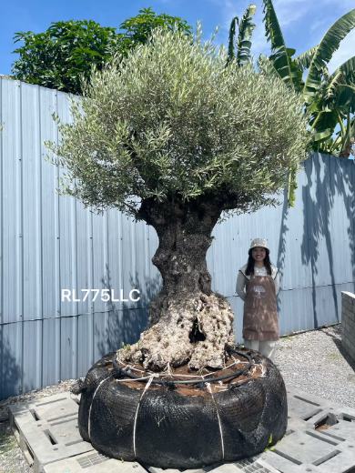 Ancient Olive · LLC