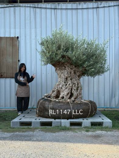Ancient Olive · LLC