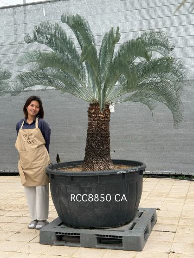 Rare Silver Cycad · CA · 80 cm