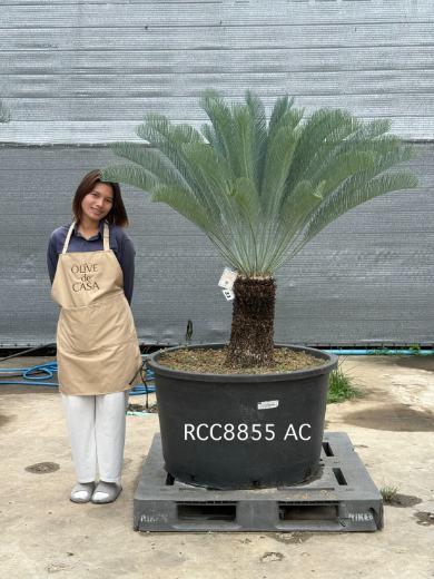 Rare Silver Cycad · AC · 50 cm